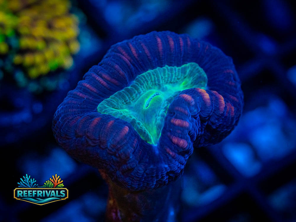 Caulastrea coral image from ReefRivals, listed as Caulastrea spp. and Soft Coral