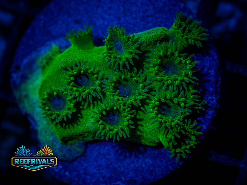 Tubinaria WYSIWYG coral image | ReefRivals Tubinaria coral image from ReefRivals, listed as Tubinaria spp. and Soft Coral