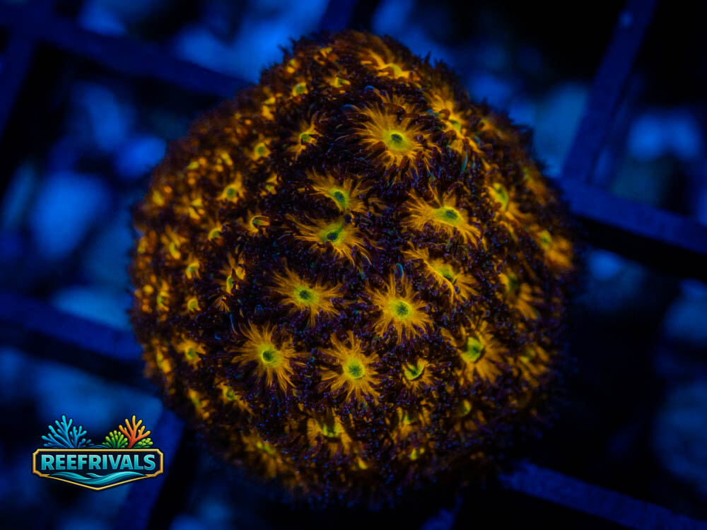 Leptastrea coral image from ReefRivals, listed as Leptastrea spp. and Soft Coral