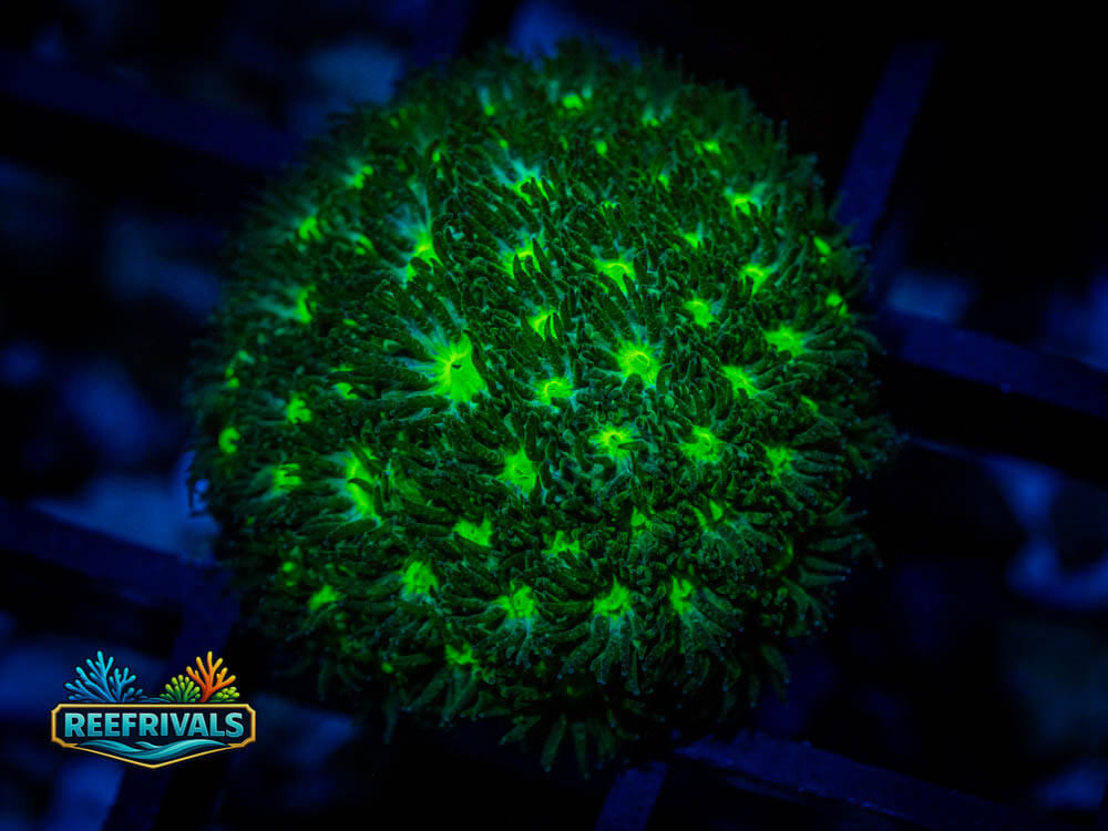 Leptastrea coral image from ReefRivals, listed as Leptastrea spp. and Soft Coral