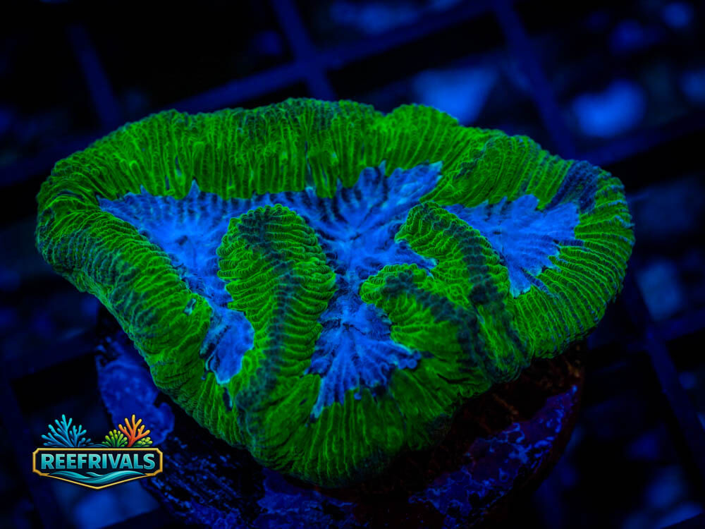 Platy coral image from ReefRivals, listed as Platygyra spp. and Soft Coral