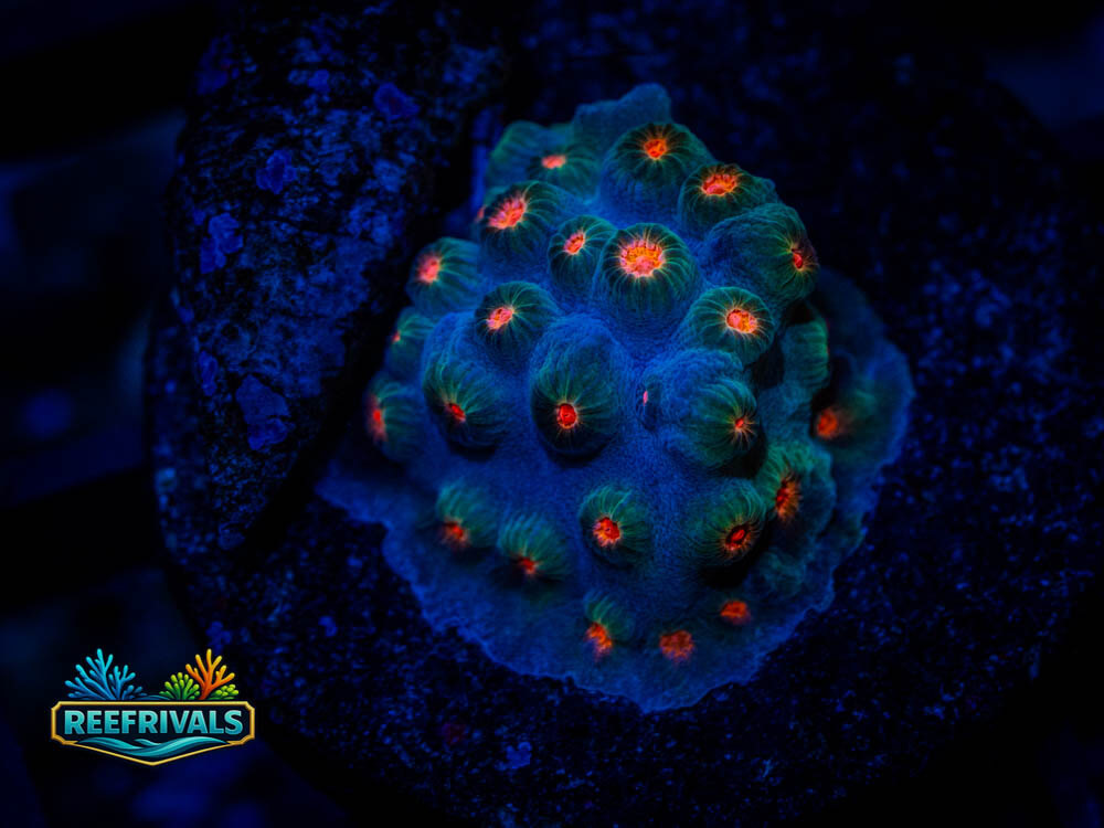 Cyphastrea coral image from ReefRivals, listed as Cyphastrea spp. and Soft Coral