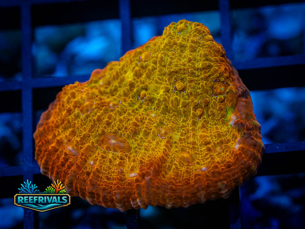 ECC Ludicrous Chalice WYSIWYG coral image | ReefRivals ECC Ludicrous Chalice coral image from ReefRivals, listed as Echinophyllia / Oxypora / Mycedium spp. and Soft Coral