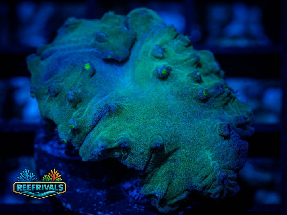 Leather WYSIWYG coral image | ReefRivals Leather coral image from ReefRivals, listed as Sarcophyton / Lobophytum spp. and Soft Coral