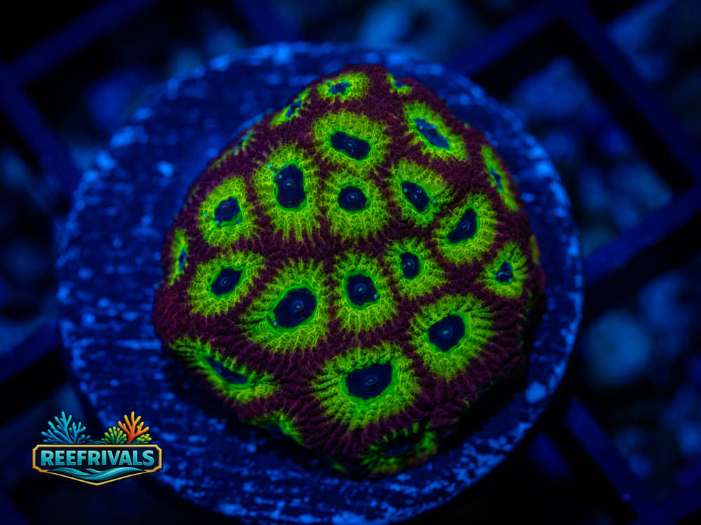 Favia/Favites WYSIWYG coral image | ReefRivals Favia/Favites coral image from ReefRivals, listed as Favia / Favites spp. and Soft Coral