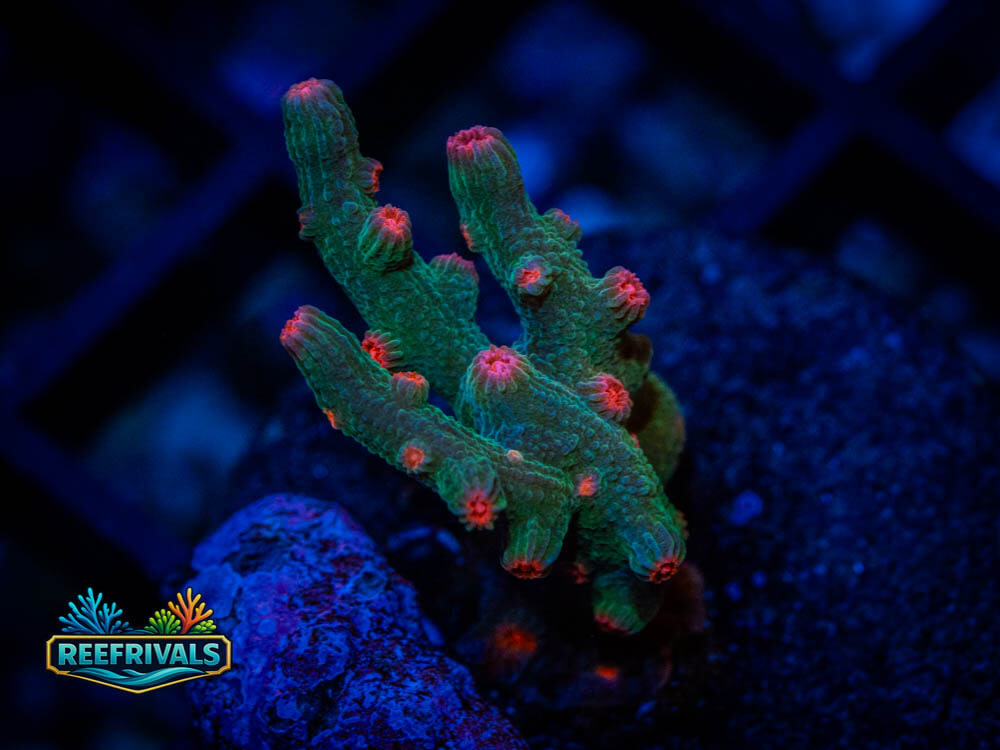 Cyphastrea coral image from ReefRivals, listed as Cyphastrea spp. and Soft Coral