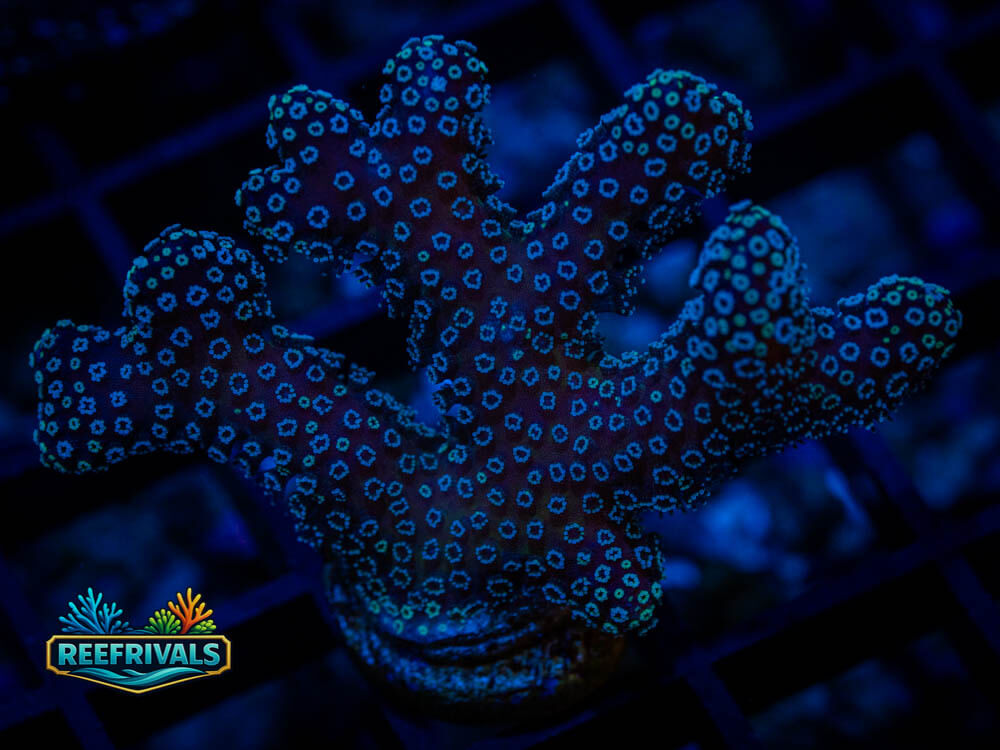 Stylophora coral image from ReefRivals, listed as Stylophora spp. and Soft Coral
