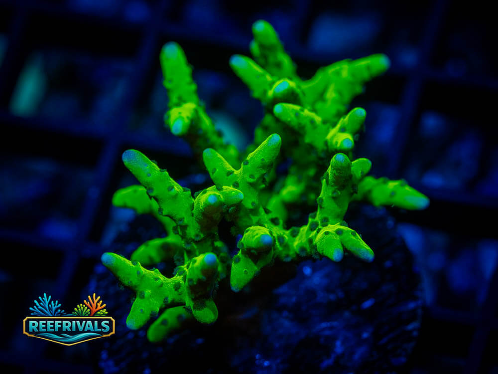 Acropora coral image from ReefRivals, listed as Acropora spp. and Soft Coral