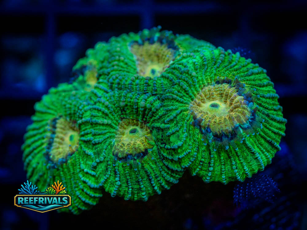 Favia/Favites coral image from ReefRivals, listed as Favia / Favites spp. and Soft Coral