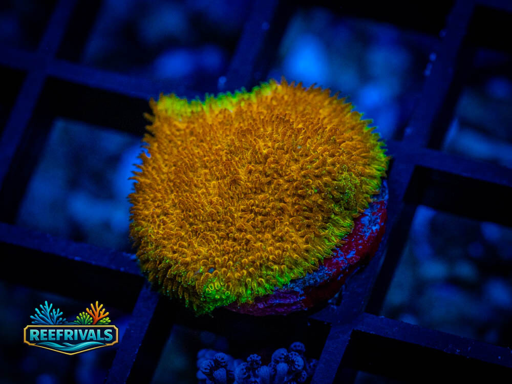 Psammocora WYSIWYG coral image | ReefRivals Psammocora coral image from ReefRivals, listed as Psammocora spp. and Soft Coral