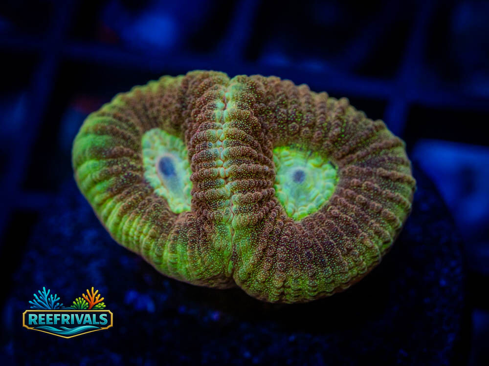 Favia/Favites WYSIWYG coral image | ReefRivals Favia/Favites coral image from ReefRivals, listed as Favia / Favites spp. and Soft Coral