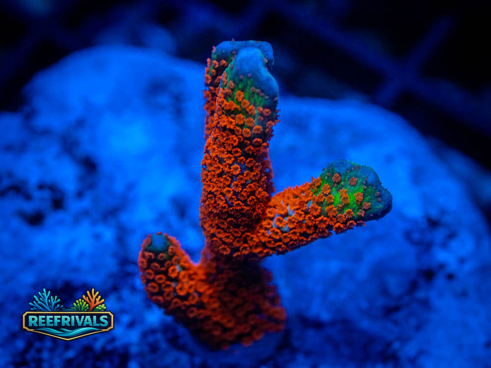 Rainbow Digitata coral image from ReefRivals, listed as Montipora digitata and Soft Coral