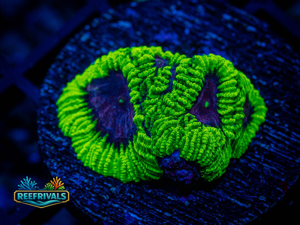 WWC The Joker Favia WYSIWYG coral image | ReefRivals WWC The Joker Favia coral image from ReefRivals, listed as Favia / Favites spp. and Soft Coral