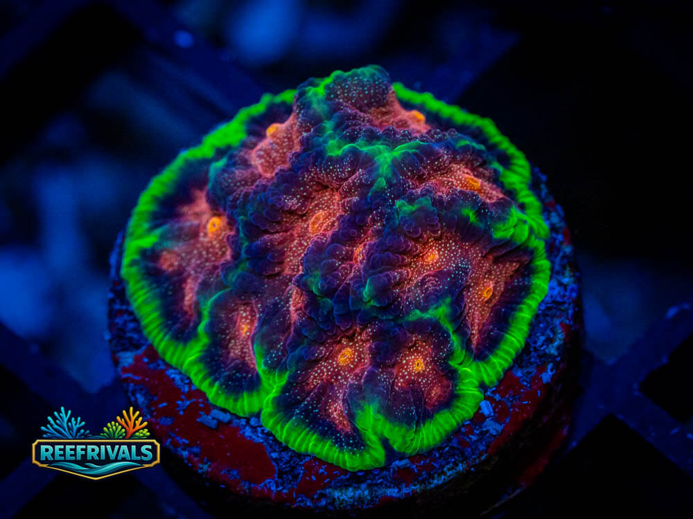 WWC Bejeweled WYSIWYG coral image | ReefRivals WWC Bejeweled coral image from ReefRivals, listed as Favia / Favites spp. and Soft Coral