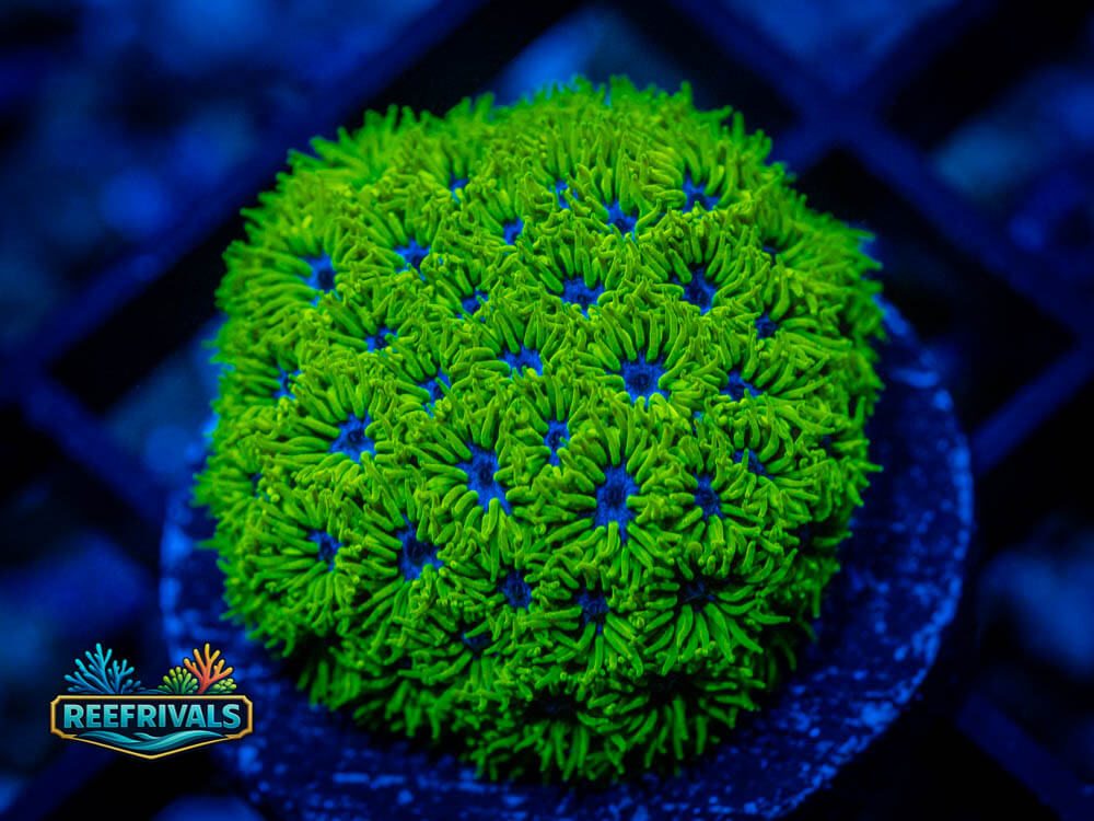 Leptastrea coral image from ReefRivals, listed as Leptastrea spp. and Soft Coral