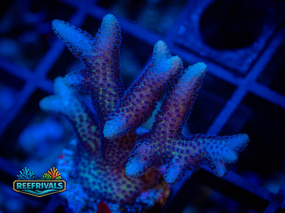 Birdsnest WYSIWYG coral image | ReefRivals Birdsnest coral image from ReefRivals, listed as Seriatopora spp. and Soft Coral