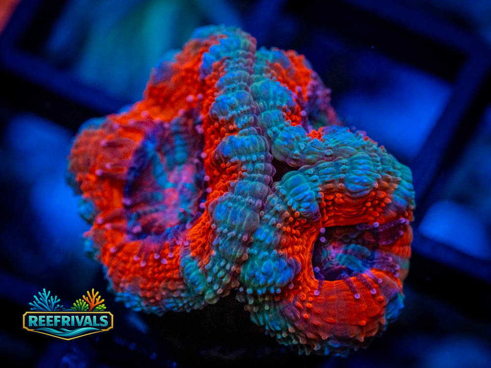 ARC Rainbow Acan Lord WYSIWYG coral image | ReefRivals ARC Rainbow Acan Lord coral image from ReefRivals, listed as Micromussa spp. and Soft Coral