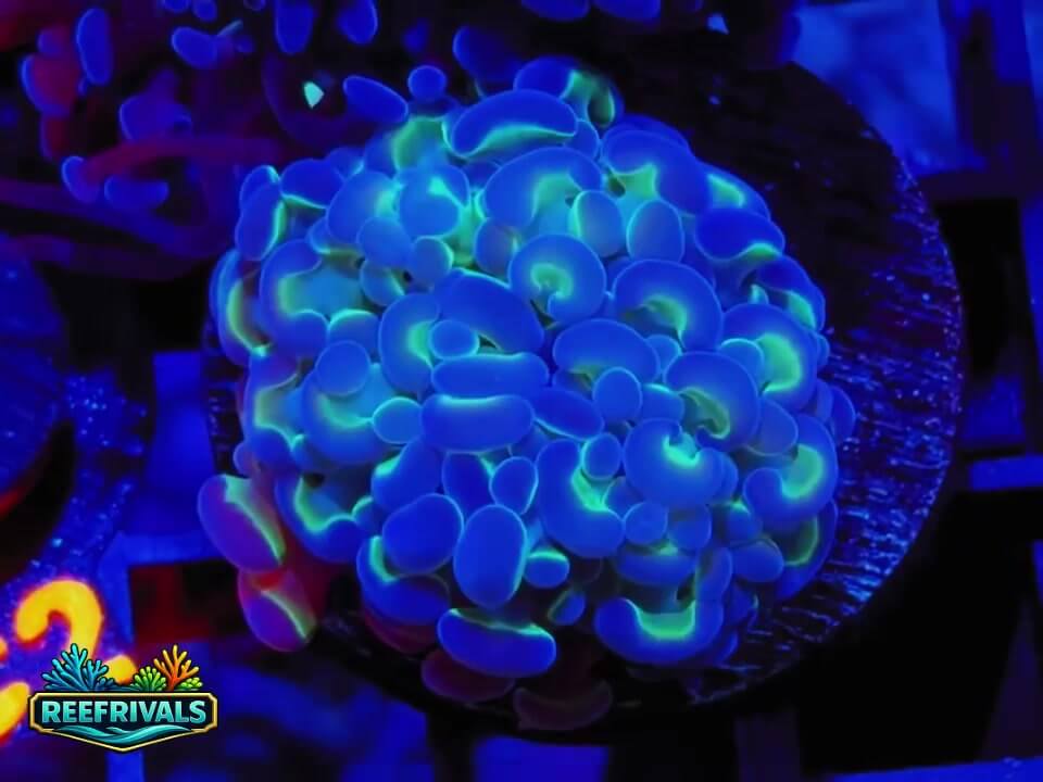 RVL Hologram Hammer WYSIWYG coral image | ReefRivals RVL Hologram Hammer coral image from ReefRivals, listed as Fimbriaphyllia spp. and Hammers