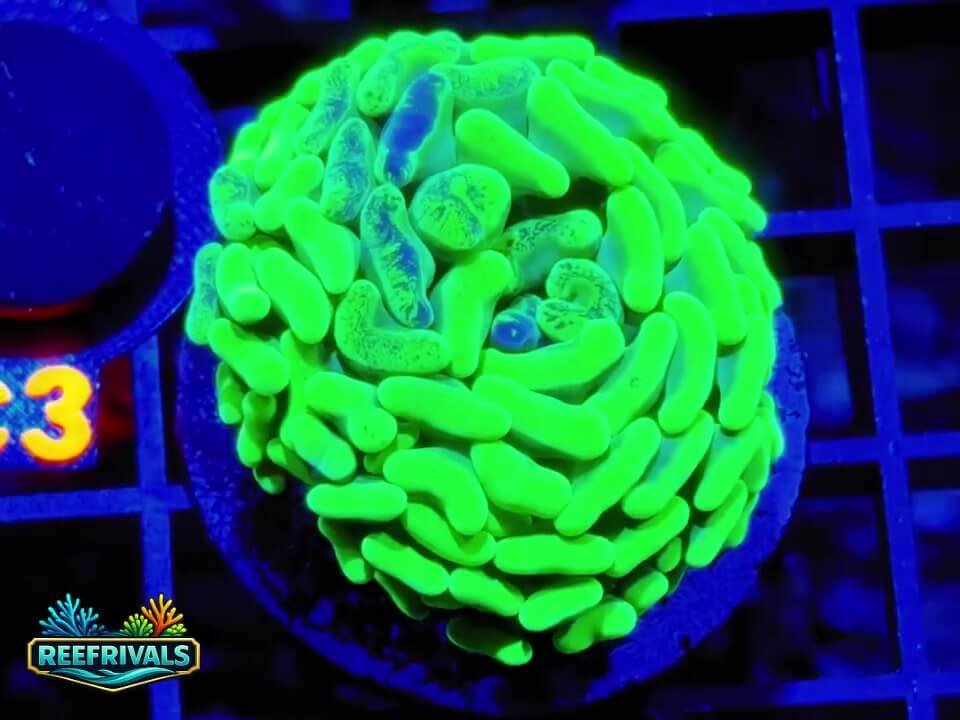 ECC Lemon Drop Splash Hammer WYSIWYG coral image | ReefRivals ECC Lemon Drop Splash Hammer coral image from ReefRivals, listed as Fimbriaphyllia spp. and Soft Coral