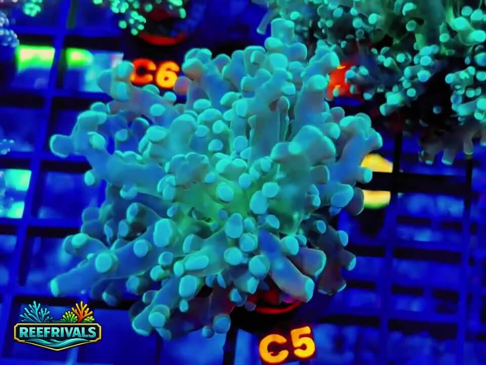 Frogspawn WYSIWYG coral image | ReefRivals Frogspawn coral image from ReefRivals, listed as Fimbriaphyllia paradivisa and Soft Coral