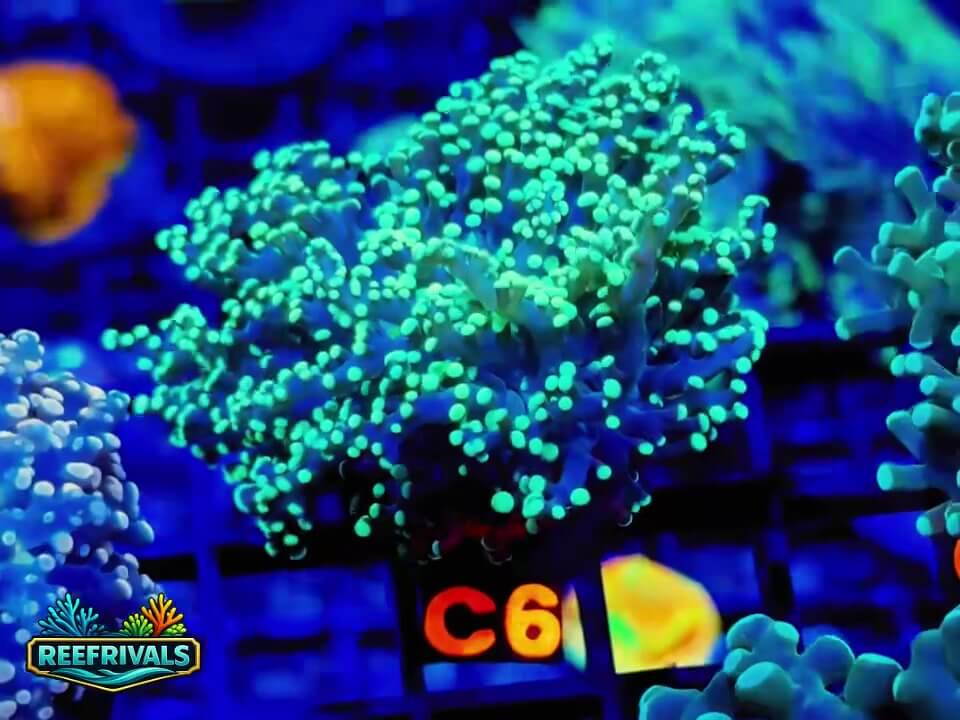 Octospawn WYSIWYG coral image | ReefRivals Octospawn coral image from ReefRivals, listed as Euphyllia sp. and Soft Coral