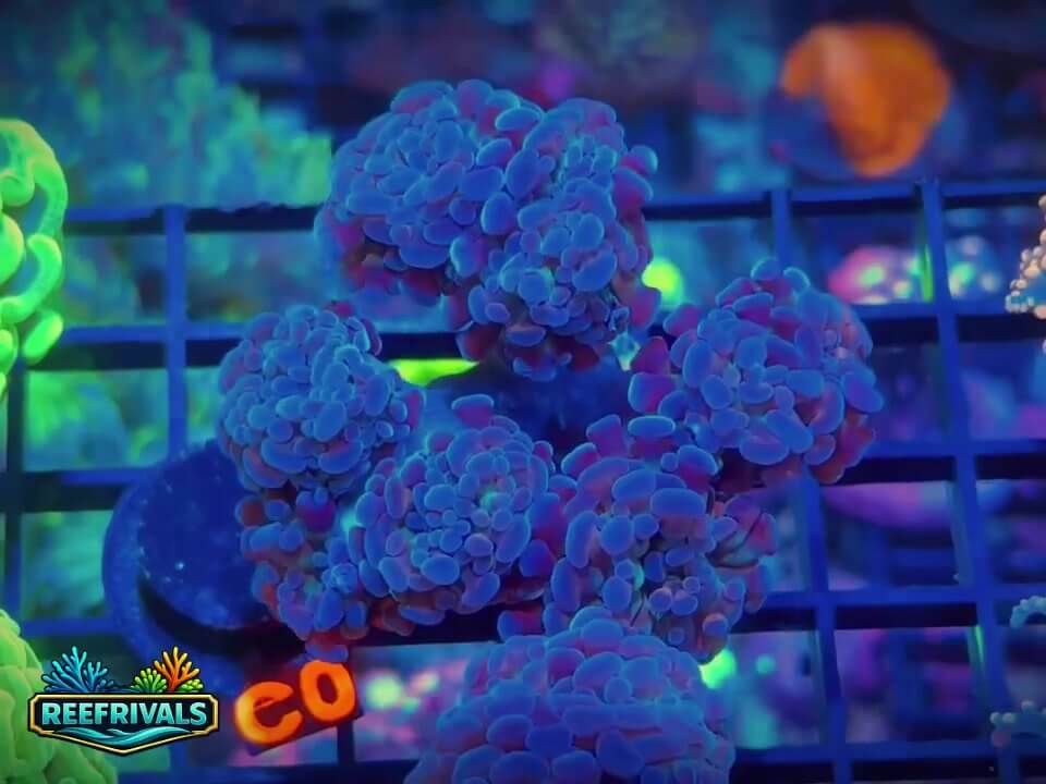 ECC Blue Gusher Hammer WYSIWYG coral image | ReefRivals ECC Blue Gusher Hammer coral image from ReefRivals, listed as Euphyllia paraancora and Soft Coral