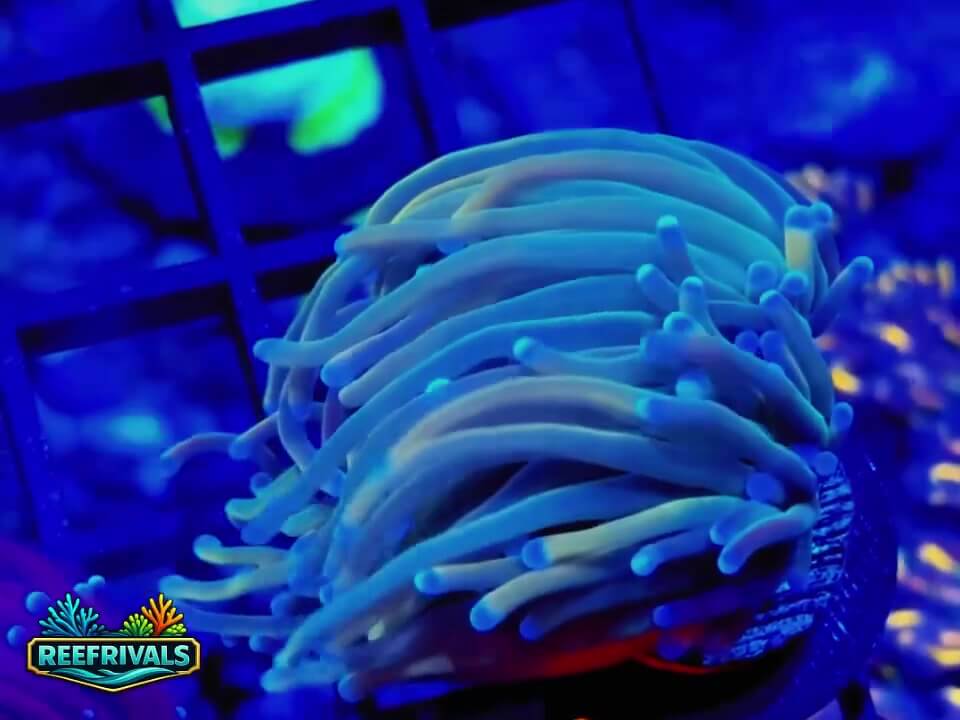 Torch WYSIWYG coral image | ReefRivals Torch coral image from ReefRivals, listed as Euphyllia glabrescens and Soft Coral