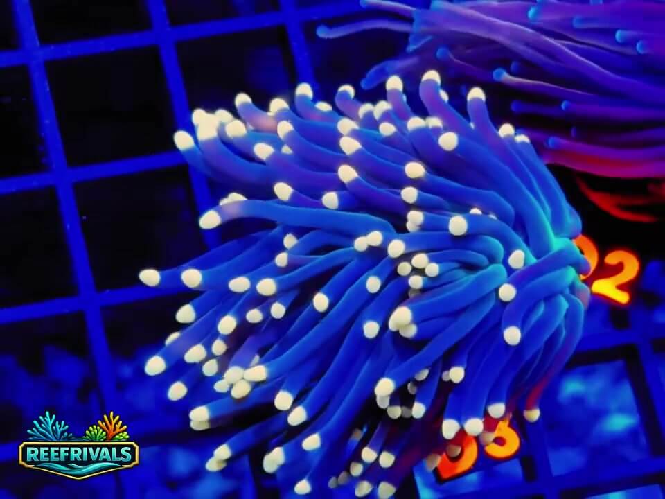 Torch WYSIWYG coral image | ReefRivals Torch coral image from ReefRivals, listed as Euphyllia glabrescens and Soft Coral