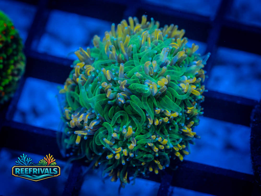 TG Golden Ticket Galaxea WYSIWYG coral image | ReefRivals TG Golden Ticket Galaxea coral image from ReefRivals, listed as Galaxea Spp and Soft Coral