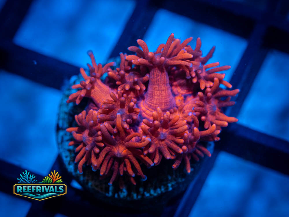 WWC Bloodsport Goni coral image from ReefRivals, listed as Goniopora and Gonis