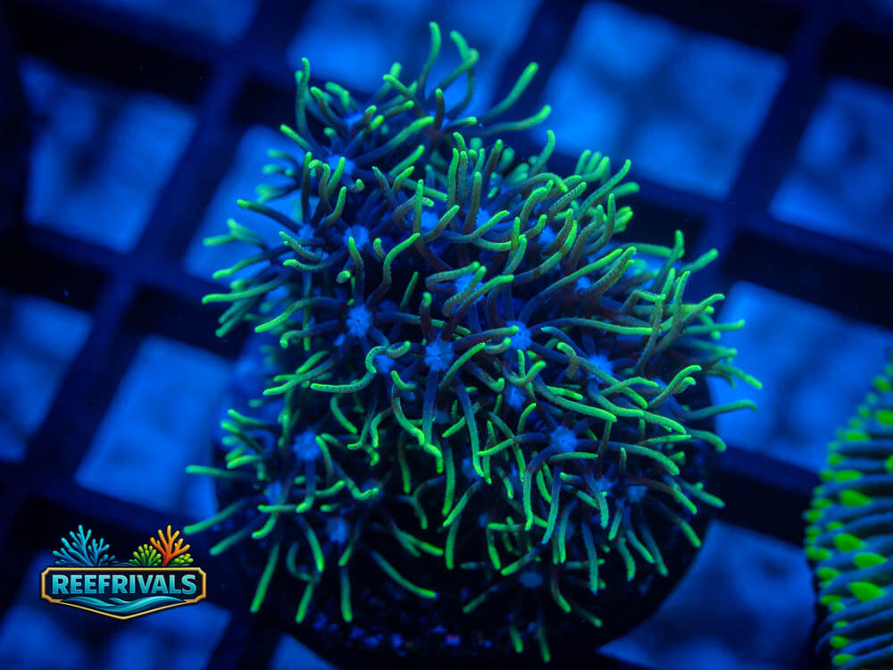 UC Emerald Galaxea WYSIWYG coral image | ReefRivals UC Emerald Galaxea coral image from ReefRivals, listed as Soft Coral