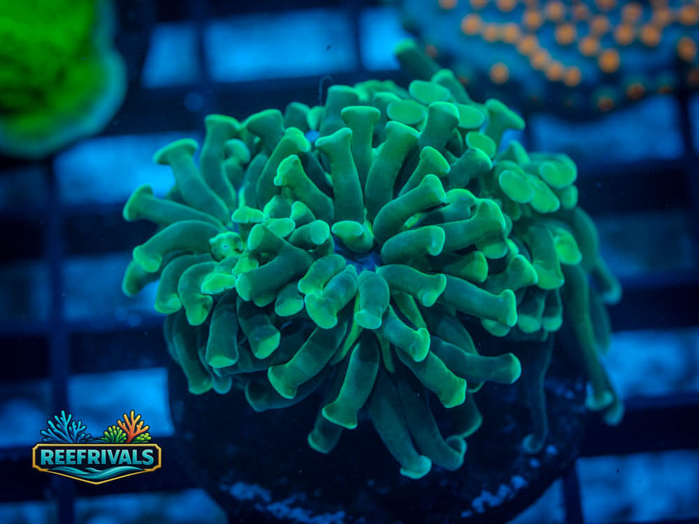 ECC Grinchy Hammer coral image from ReefRivals, listed as Soft Coral