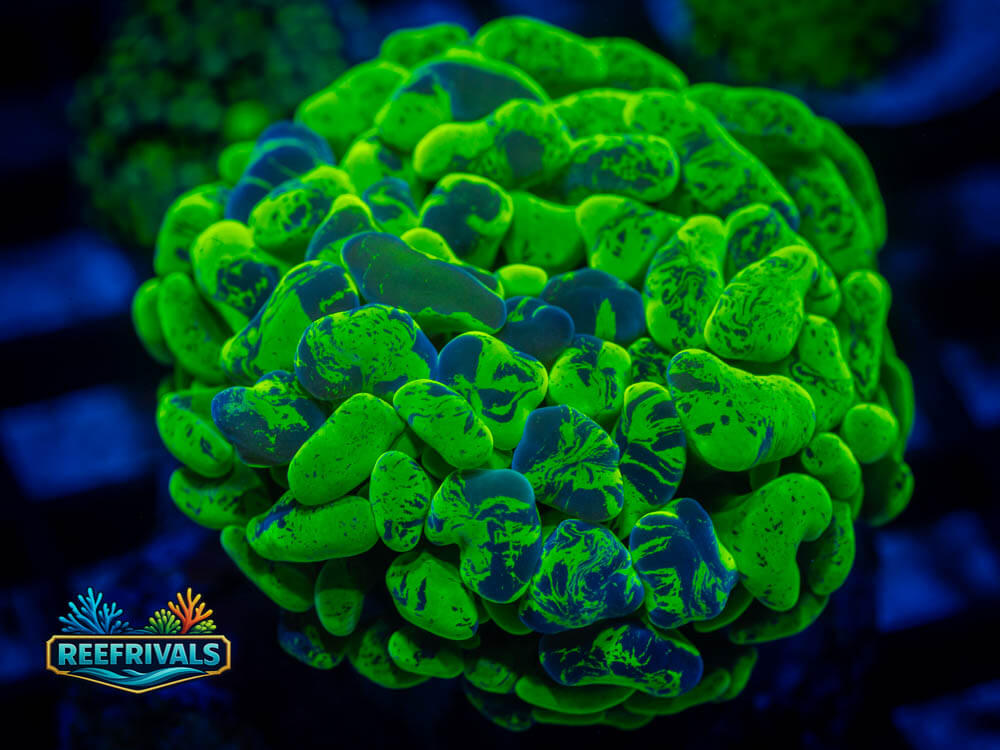 WWC Marbled Splatter Hammer coral image from ReefRivals, listed as Fimbriaphyllia spp. and Soft Coral