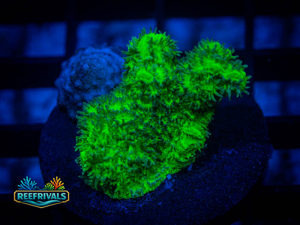 Fuzzy Apple Hydno WYSIWYG coral image | ReefRivals Fuzzy Apple Hydno coral image from ReefRivals, listed as Soft Coral
