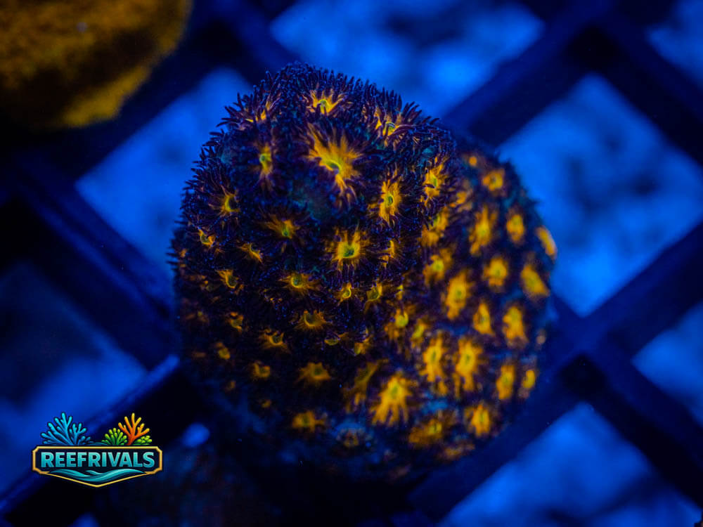 TG Spitfire Leptastrea coral image from ReefRivals, listed as Leptastrea Spp and Soft Coral