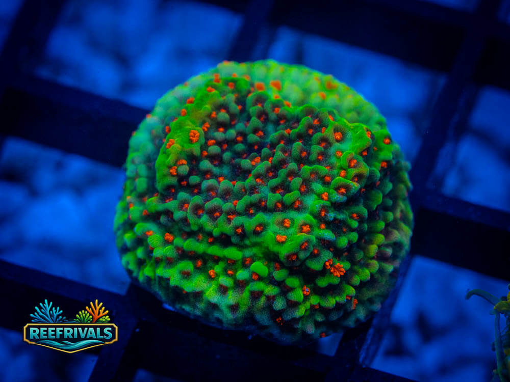 WWC Season's Greetings Monti WYSIWYG coral image | ReefRivals WWC Season's Greetings Monti coral image from ReefRivals, listed as Montipora Spp and Soft Coral