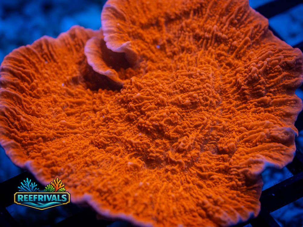 Red Cap Monti (Big) WYSIWYG coral image | ReefRivals Red Cap Monti (Big) coral image from ReefRivals, listed as Montipora Spp. and Soft Coral