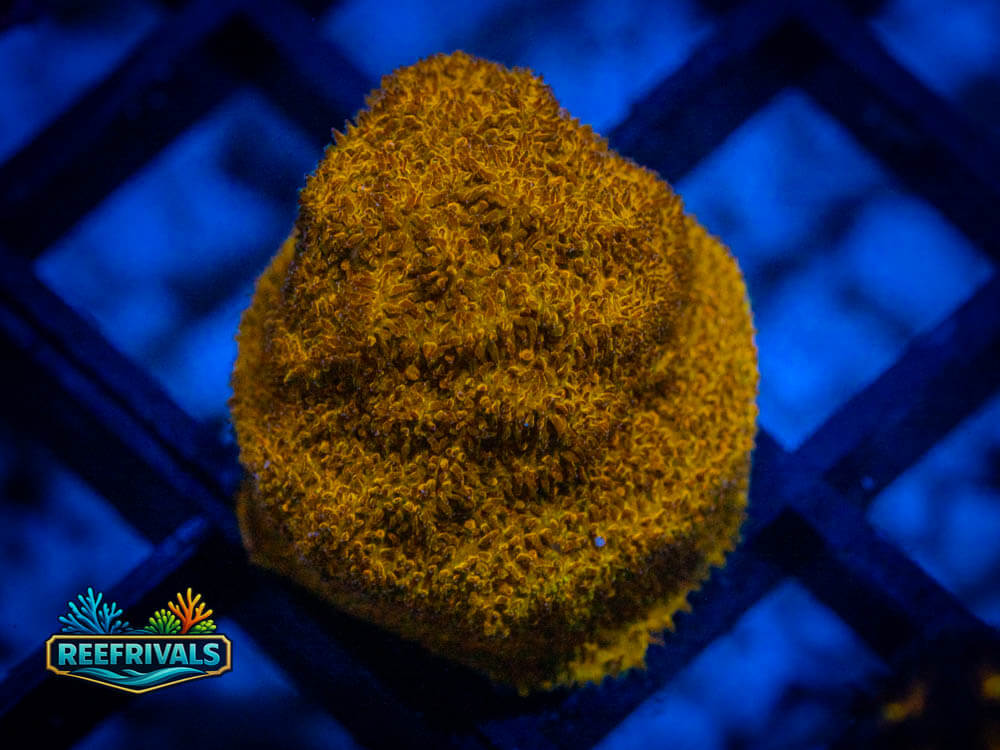 RVL Tupelo Honey Psammo WYSIWYG coral image | ReefRivals RVL Tupelo Honey Psammo coral image from ReefRivals, listed as Psammocora spp. and Soft Coral