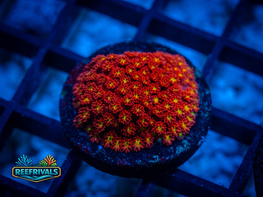 UC Cherry Bomb Goni coral image from ReefRivals, listed as Goniopora spp. and Gonis