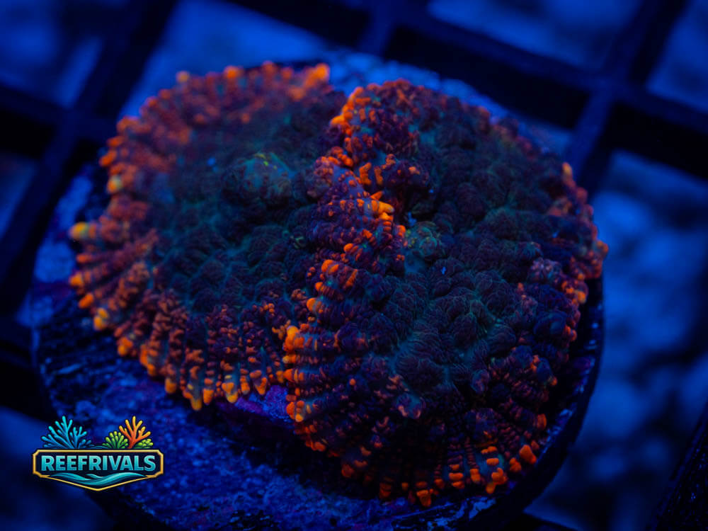 RVL Burnt Rim Rhodactis coral image from ReefRivals, listed as Rhodactis spp. and Mushrooms