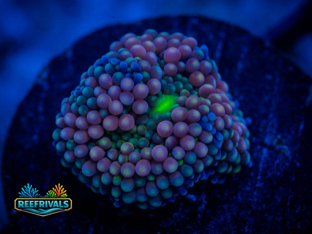 RVL Dragon Eggs Ricordea WYSIWYG coral image | ReefRivals RVL Dragon Eggs Ricordea coral image from ReefRivals, listed as Ricordea Florida and Mushrooms