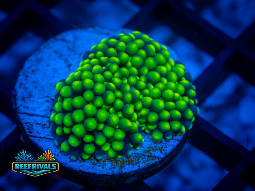 Green Ricordea Florida WYSIWYG coral image | ReefRivals Green Ricordea Florida coral image from ReefRivals, listed as Soft Coral