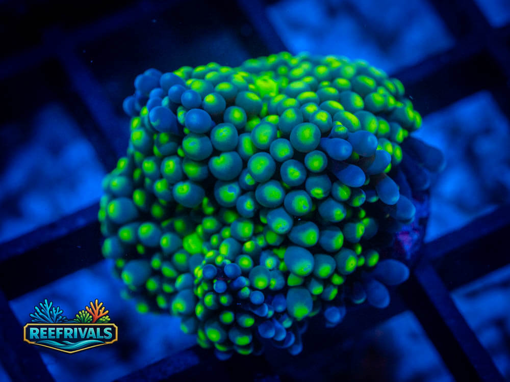 RVL Plasma Pod Ricordea coral image from ReefRivals, listed as Ricordea Florida and Mushrooms