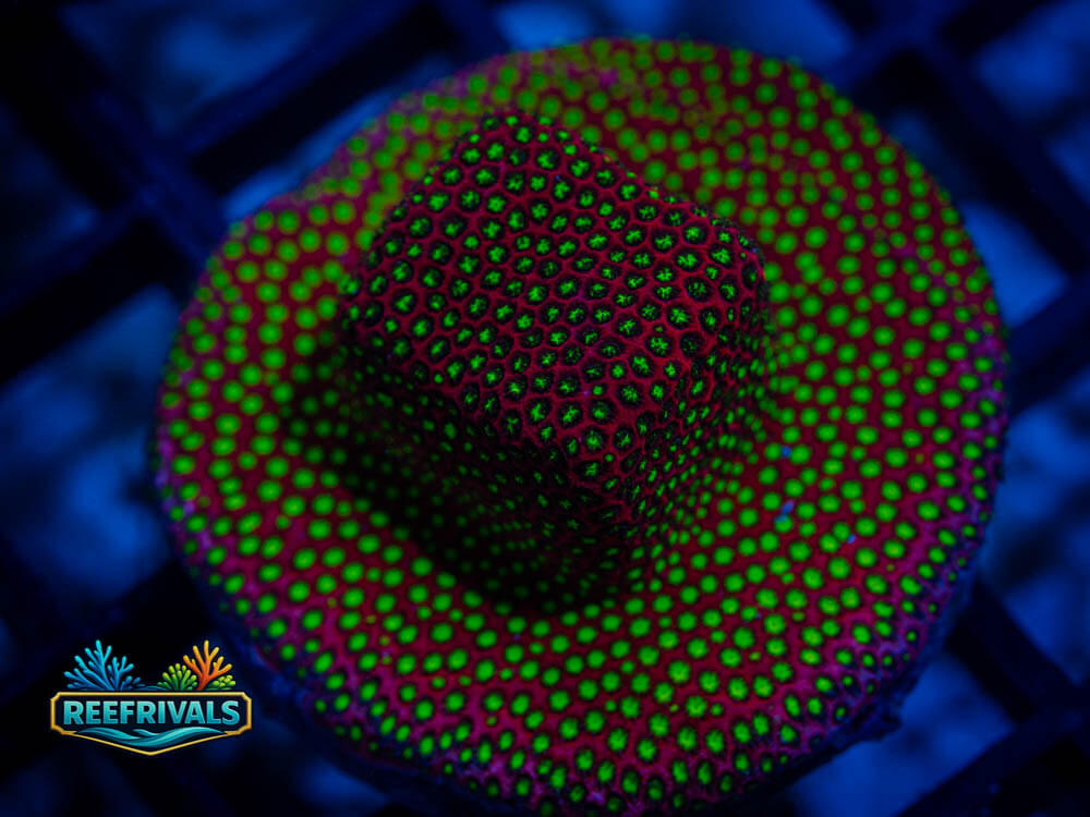 TG Electric Daisy Stylo WYSIWYG coral image | ReefRivals TG Electric Daisy Stylo coral image from ReefRivals, listed as Stylocoeniella spp. and Soft Coral