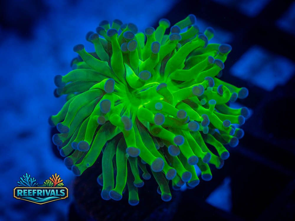 RVL Neon Frammer coral image from ReefRivals, listed as Soft Coral