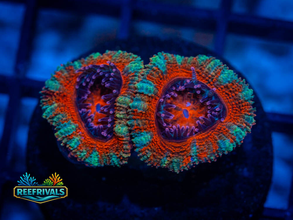 RVL Demon Fruit Acan WYSIWYG coral image | ReefRivals RVL Demon Fruit Acan coral image from ReefRivals, listed as Acan Lordhowensis spp. and Soft Coral