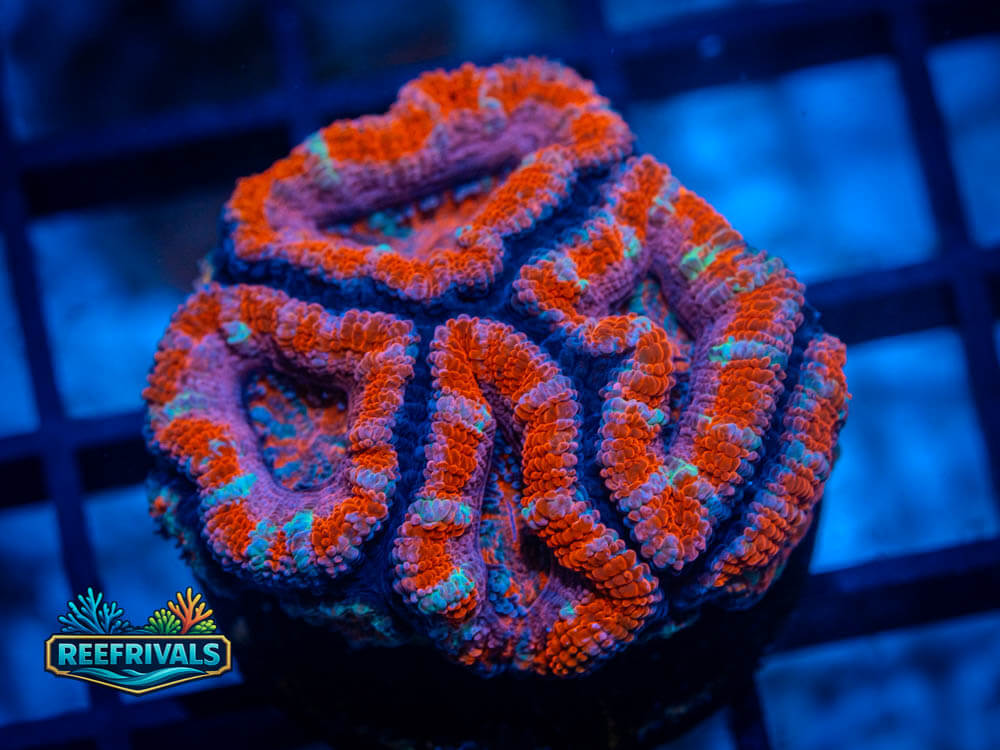 RVL Red Wedding Acan coral image from ReefRivals, listed as Acan lordhowensis spp. and Soft Coral
