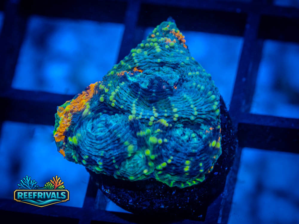 UC Wipeout Acan coral image from ReefRivals, listed as Acan Enchinata and Soft Coral
