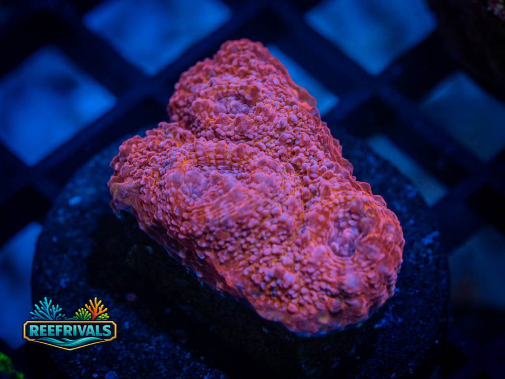 TSA Pink Widow Acan coral image from ReefRivals, listed as Acan Enchinata spp. and Acans