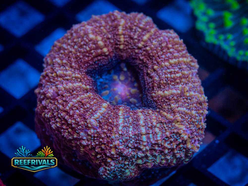 TSA Stardust Lobo WYSIWYG coral image | ReefRivals TSA Stardust Lobo coral image from ReefRivals, listed as Lobophyllia spp. and LPS Fleshy